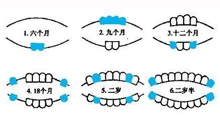 出牙顺序.jpg