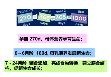 生命早期1000天.png