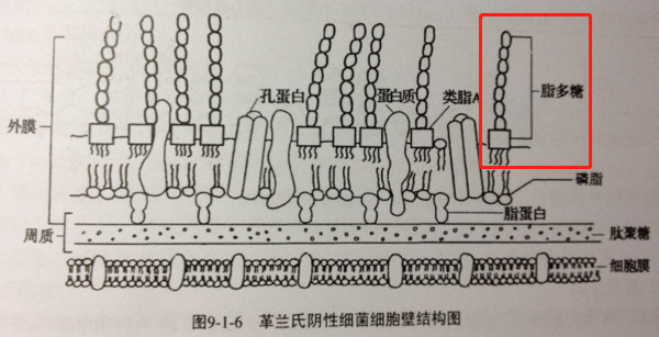 内毒素