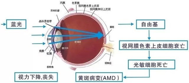 叶黄素